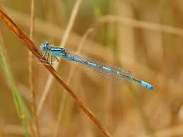 Attēlu rezultāti vaicājumam “Euphydrias aurinia underside”