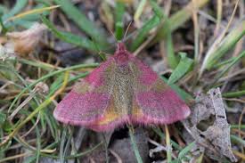 Attēlu rezultāti vaicājumam “Lythria cruentaria”