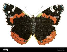 Attēlu rezultāti vaicājumam “Vanessa atalanta”