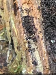 Attēlu rezultāti vaicājumam “Stemonitopsis hyperopta var. landewaldii”