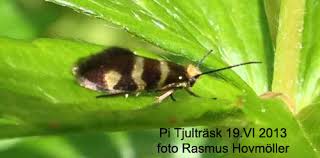 Attēlu rezultāti vaicājumam “Micropterix aureatella”