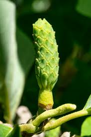 Attēlu rezultāti vaicājumam “Magnolia acuminata fruit”