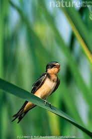 Attēlu rezultāti vaicājumam “Hirundo rustica juvenile”