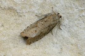 Attēlu rezultāti vaicājumam “Epiblema grandaevana”