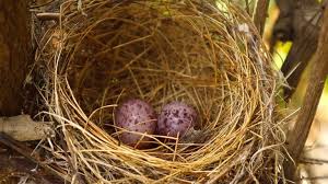 Attēlu rezultāti vaicājumam “Erithacus rubecula eggs”