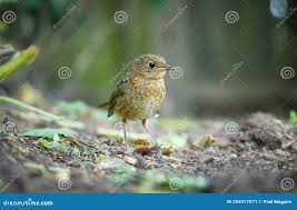 Attēlu rezultāti vaicājumam “Erithacus rubecula juvenile”