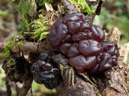 Attēlu rezultāti vaicājumam “Neobulgaria pura”