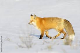 Attēlu rezultāti vaicājumam “Vulpes vulpes  adult”