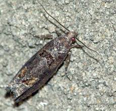 Attēlu rezultāti vaicājumam “Eudemis porphyrana”