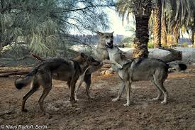 Image result for canis lupus arabs