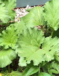 Attēlu rezultāti vaicājumam “Rheum rhabarbarum leaf”