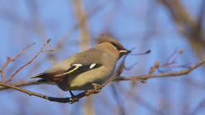 Attēlu rezultāti vaicājumam “Bombycilla garrulus adult”