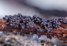 Attēlu rezultāti vaicājumam “Physarum confertum macro”