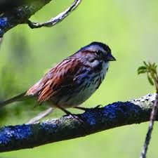 Image result for Melospiza melodia