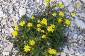 Attēlu rezultāti vaicājumam “Senecio vernalis bud”