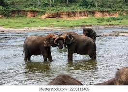 Image result for pinawella