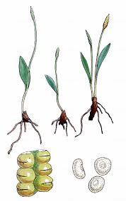 Attēlu rezultāti vaicājumam “Ophioglossum vulgatum”