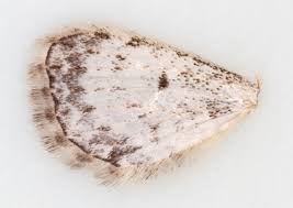 Attēlu rezultāti vaicājumam “Eupithecia subumbrata”