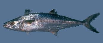 Image result for Scomberomorus cavalla