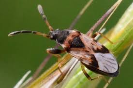 Attēlu rezultāti vaicājumam “Scolopostethus thomsoni”