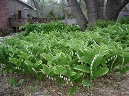 Attēlu rezultāti vaicājumam “Polygonatum odoratum”