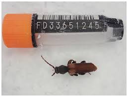 Attēlu rezultāti vaicājumam “Tetropium fuscum”