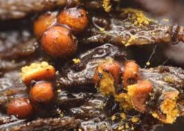 Attēlu rezultāti vaicājumam “Perichaena corticalis”