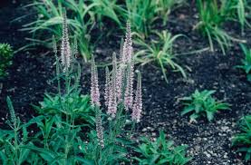 Attēlu rezultāti vaicājumam “Veronica spicata fruit”