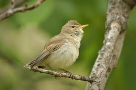 Image result for Hippolais pallida