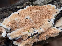 Attēlu rezultāti vaicājumam “Steccherinum ochraceum”