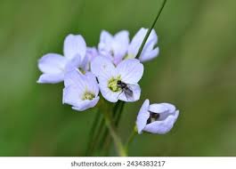 Attēlu rezultāti vaicājumam “Cardamine amara”