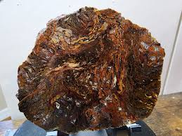 Attēlu rezultāti vaicājumam “Stemonitopsis hyperopta var. landewaldii”