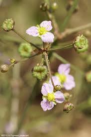 Attēlu rezultāti vaicājumam “Alisma lanceolatum”