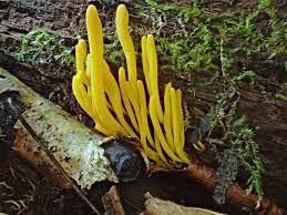 Attēlu rezultāti vaicājumam “Clavulinopsis helvola”