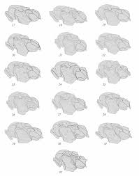 Attēlu rezultāti vaicājumam “Diphyus latebricola”