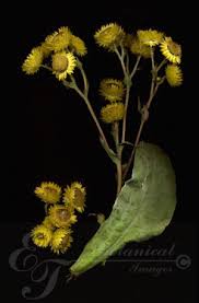 Image result for Helichrysum foetidum