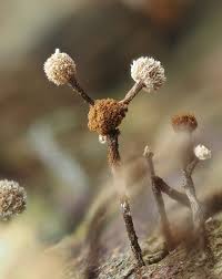 Attēlu rezultāti vaicājumam “Phleogena faginea stalked”