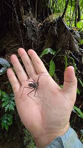 Attēlu rezultāti vaicājumam “Megalaria grossa”