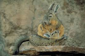 Image result for viscacha