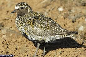 Attēlu rezultāti vaicājumam “Pluvialis apricaria”