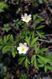 Attēlu rezultāti vaicājumam “Anemone nemorosa bud”