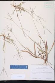 Attēlu rezultāti vaicājumam “Digitaria ischaemum”