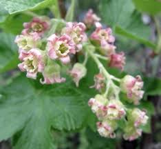Attēlu rezultāti vaicājumam “Ribes nigrum flower”