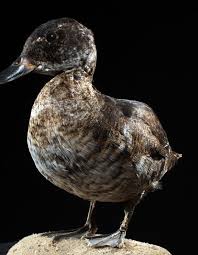 Image result for Aythya affinis