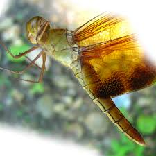 Attēlu rezultāti vaicājumam “Langermania gigantea”