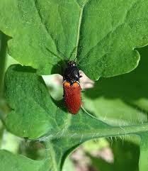 Attēlu rezultāti vaicājumam “Ampedus pomorum”