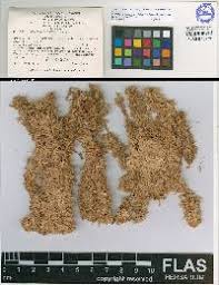 Attēlu rezultāti vaicājumam “Sphagnum austinii”