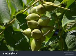 Attēlu rezultāti vaicājumam “Juglans ailanthifolia”