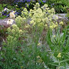 Attēlu rezultāti vaicājumam “Thalictrum flavum”