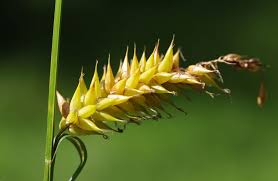 Attēlu rezultāti vaicājumam “Carex vesicaria”